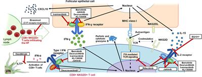 Inhibition of T-cell activity in alopecia areata: recent developments and new directions